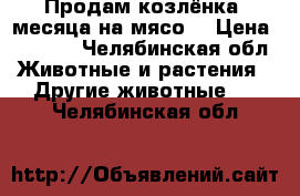 Продам козлёнка 4месяца на мясо  › Цена ­ 1 500 - Челябинская обл. Животные и растения » Другие животные   . Челябинская обл.